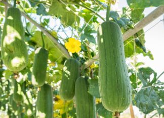 The Ultimate Superfruits: 4 Natural Wonders Free of Pesticides and Super Affordable.