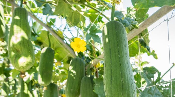 The Ultimate Superfruits: 4 Natural Wonders Free of Pesticides and Super Affordable.