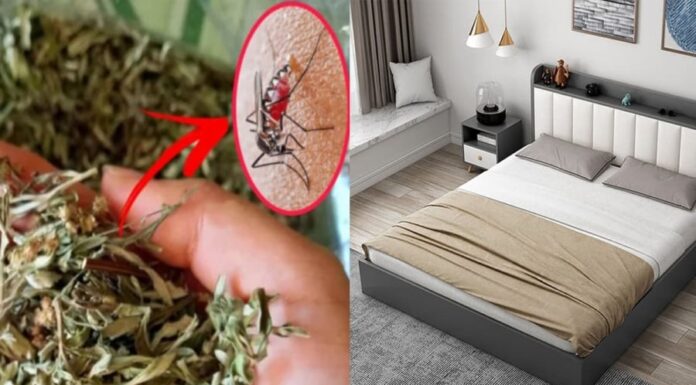 Keep Those Pesky Mosquitoes at Bay: A Natural Repellent for a Peaceful Slumber