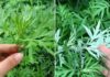 Why Do the Elders Teach Us to Plant Mugwort in Front of Our Homes, Regardless of Their Size or Wealth?