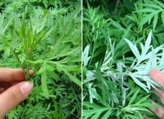 Why Do the Elders Teach Us to Plant Mugwort in Front of Our Homes, Regardless of Their Size or Wealth?
