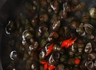 The Ultimate Guide to Quick and Easy Oyster Cleaning: A Step-by-Step to a Perfectly Clean and Fresh Oyster