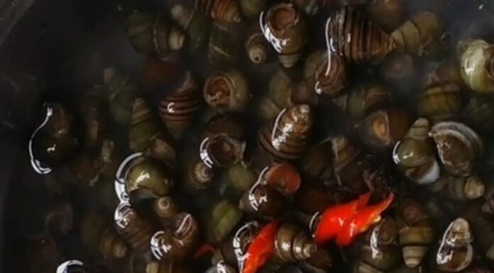 The Ultimate Guide to Quick and Easy Oyster Cleaning: A Step-by-Step to a Perfectly Clean and Fresh Oyster