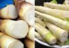 4 Deadly Mistakes You’re Making When Eating Bamboo Shoots