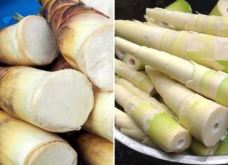 4 Deadly Mistakes You’re Making When Eating Bamboo Shoots