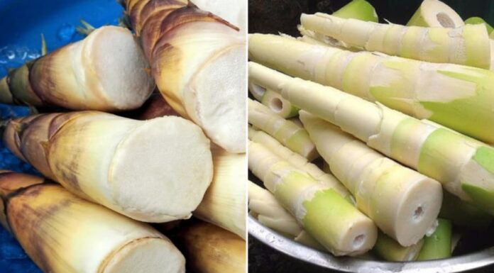 4 Deadly Mistakes You’re Making When Eating Bamboo Shoots