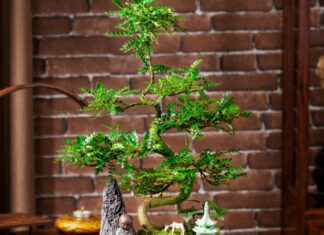 The Wealthy’s Greener Pursuits: Why These Three Trees Are a Fortune-Filled Favorite