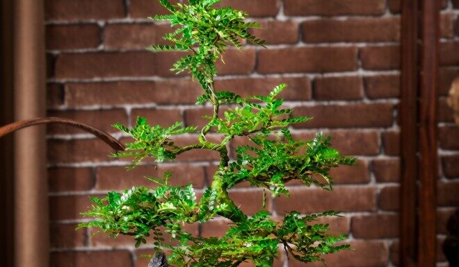 The Wealthy’s Greener Pursuits: Why These Three Trees Are a Fortune-Filled Favorite