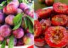 Who Should Avoid Eating Plums?