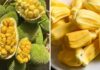 Who Should Avoid Eating Jackfruit, Even If It’s Ripe and Sweet?