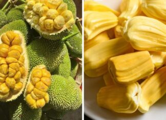 Who Should Avoid Eating Jackfruit, Even If It’s Ripe and Sweet?