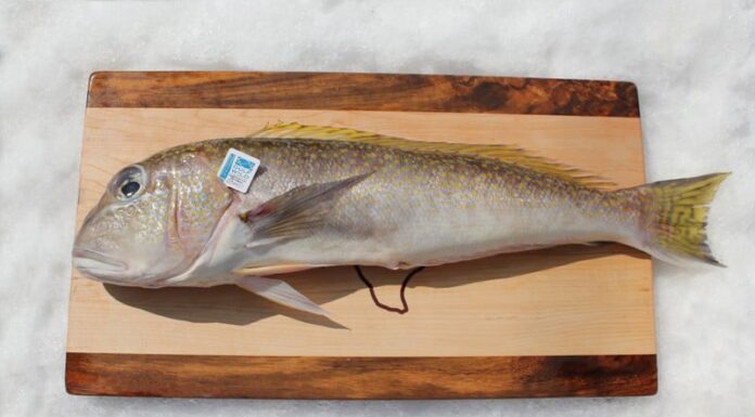 6 Types of Nutritious Fish That May Contain High Levels of Mercury: Especially the First Type, a Favorite for Many