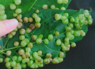 Can You Eat the Warts on Sung Leaves? The Truth Unveiled.