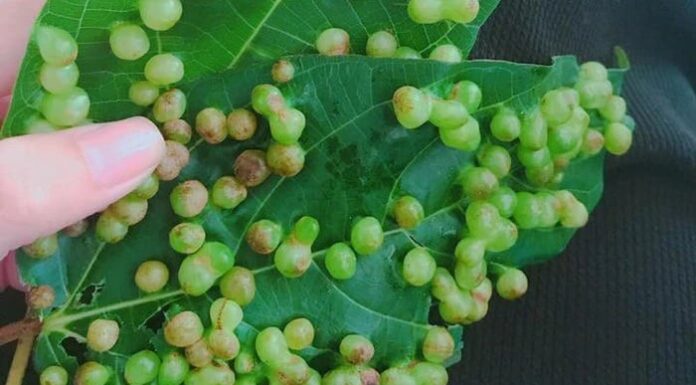 Can You Eat the Warts on Sung Leaves? The Truth Unveiled.