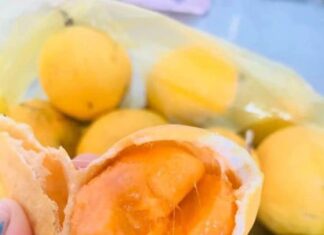 The Forest’s Hidden Gem: How An Giang’s “Quả Gùi” Took the Urban Areas by Storm