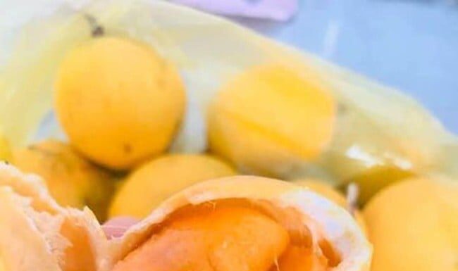 The Forest’s Hidden Gem: How An Giang’s “Quả Gùi” Took the Urban Areas by Storm