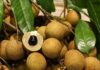 6 People Who Should Avoid Eating Longan Fruit