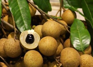 6 People Who Should Avoid Eating Longan Fruit