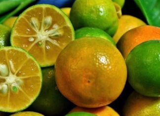 The Amazing Health Benefits of the Citrus Fruit: Six Reasons to Add Quất to Your Diet
