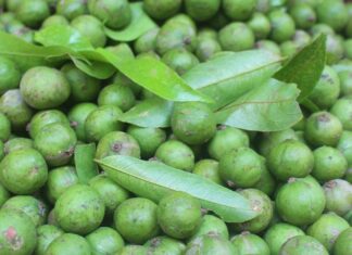 “A Seasonal Delicacy in Hanoi: The Tangy Treat That’s a Symbol of Young Love”