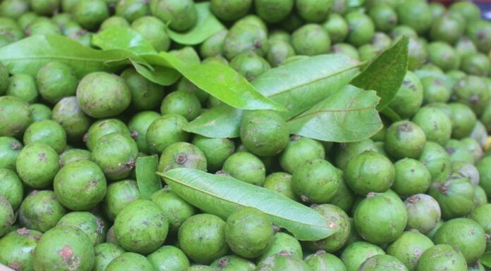 “A Seasonal Delicacy in Hanoi: The Tangy Treat That’s a Symbol of Young Love”