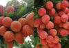 7 Groups of People Who Should Limit Their Consumption of Lychees