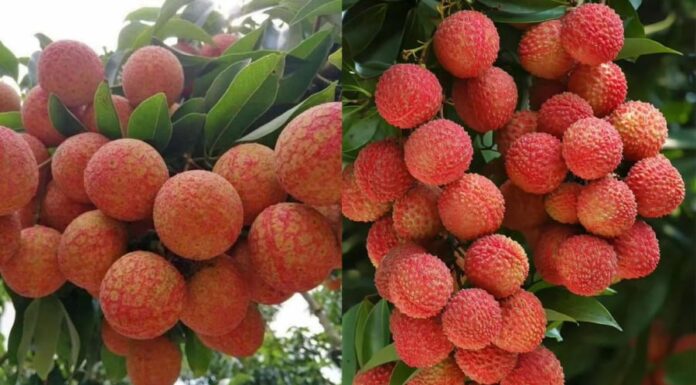 7 Groups of People Who Should Limit Their Consumption of Lychees