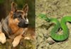 The Six Animals That Snakes Fear the Most