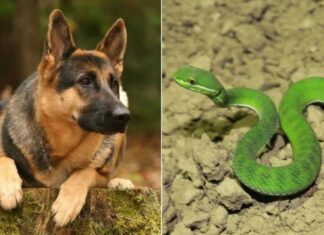 The Six Animals That Snakes Fear the Most