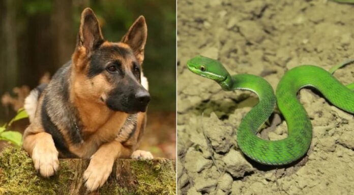 The Six Animals That Snakes Fear the Most