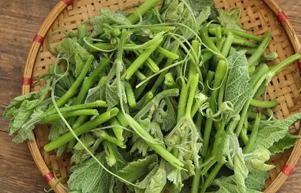 Supercharge Your Liver with Bottle Gourd: Nature’s Iron-Rich Superfood