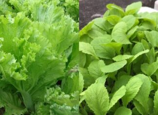 “Unveiling the Surprising Calcium-Rich Fruits and Vegetables”