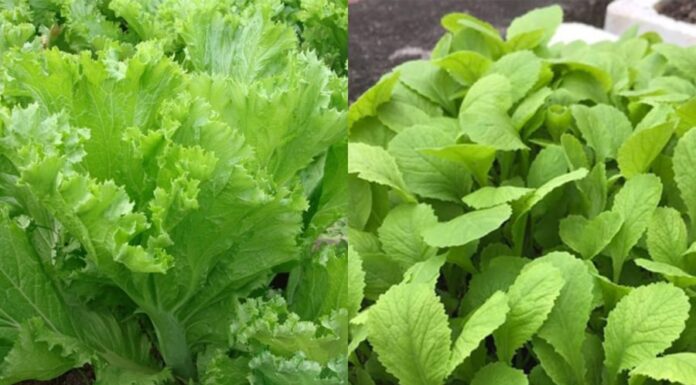 “Unveiling the Surprising Calcium-Rich Fruits and Vegetables”