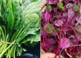 5 Vegetables Rich in Nutrients but Prone to Kidney Stones and Kidney Failure if Overconsumed