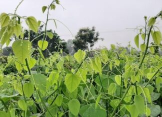 Wild Edibles: From Famine Food to Delicacy, This Weed-turned-Veggie is a Gardener’s Dream.