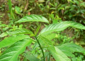 Weed or Wild Treasure: The “Forest Ginseng” Delicacy Worth its Weight in Gold