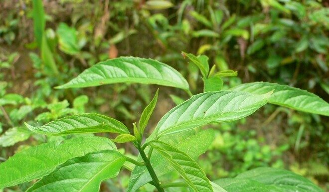 Weed or Wild Treasure: The “Forest Ginseng” Delicacy Worth its Weight in Gold