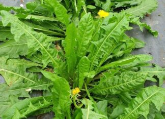 Weed: The Ultimate Detox King, Now a Delicacy Worth 160,000 VND per kg, Easy to Grow and Harvest Year-Round.