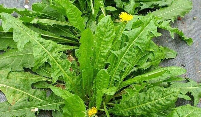 Weed: The Ultimate Detox King, Now a Delicacy Worth 160,000 VND per kg, Easy to Grow and Harvest Year-Round.