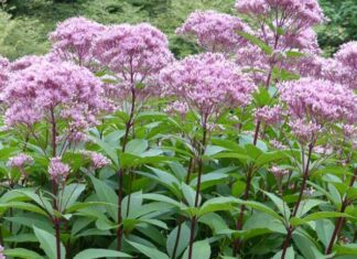 Wild Weeds: The “Mountain Miracle Cure” – A Super-Easy-to-Grow Superfood Selling at 250,000 VND per kg.