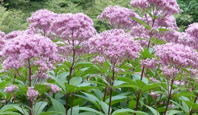 Wild Weeds: The “Mountain Miracle Cure” – A Super-Easy-to-Grow Superfood Selling at 250,000 VND per kg.