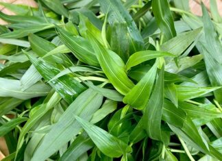 Weed to Wonder: Transforming Wild Greens into a Gourmet Delicacy