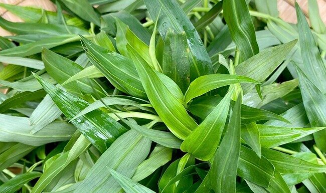 Weed to Wonder: Transforming Wild Greens into a Gourmet Delicacy