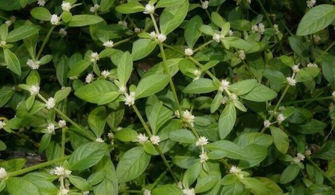 Wild Weeds Turned Gourmet Delicacy: A Forager’s Dream or a Chef’s Delight?