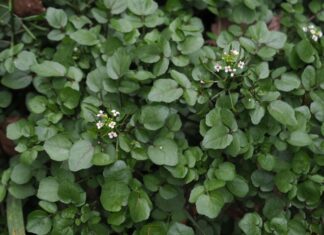 Weed Out the Ordinary: Uncover the Ultimate American Superweed, Right at Your Doorstep.