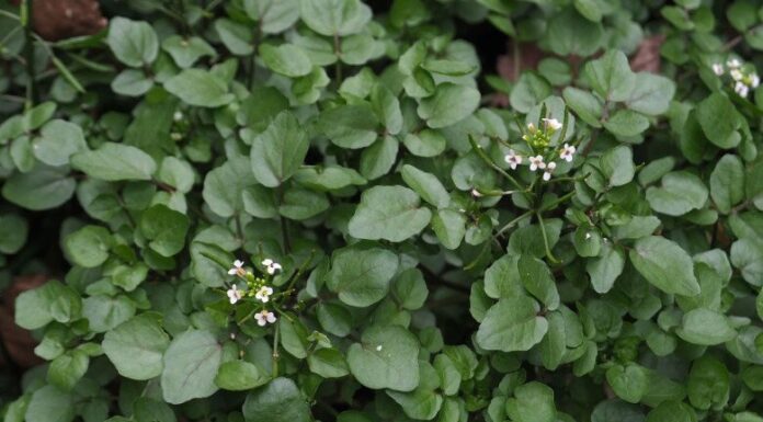 Weed Out the Ordinary: Uncover the Ultimate American Superweed, Right at Your Doorstep.
