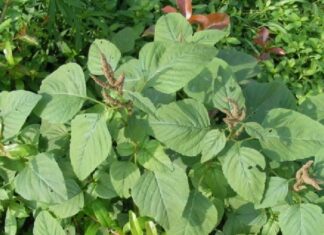 “The Vegetable with Twice the Calcium of Soybeans and Seven Times that of Chicken, Often Discarded by the Unknowing”