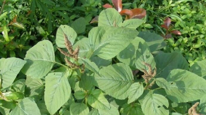 “The Vegetable with Twice the Calcium of Soybeans and Seven Times that of Chicken, Often Discarded by the Unknowing”