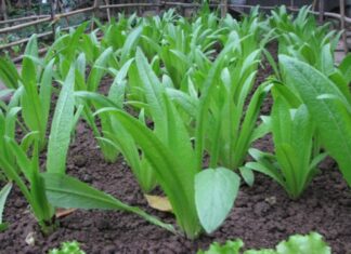 The Ultimate Superfood: Uncovering the Humble Vegetable with a Calcium Punch