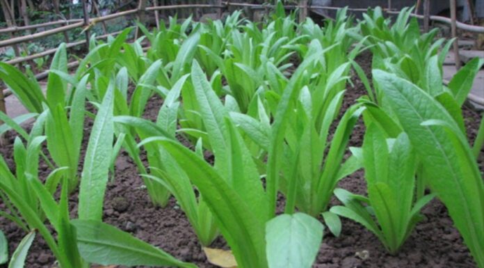 The Ultimate Superfood: Uncovering the Humble Vegetable with a Calcium Punch